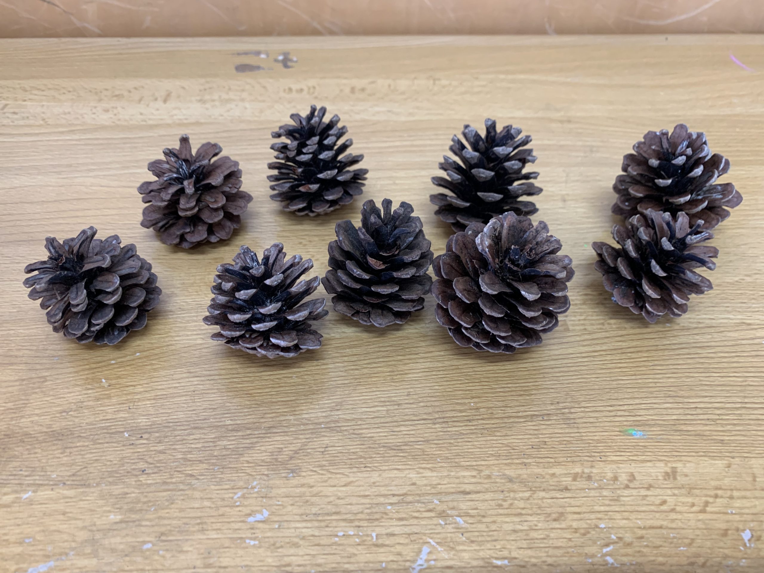 松ぼっくりと人 父の30年来の夢だった巨大松ぼっくりを息子がゲット！喜ぶ父に息子が